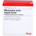 MUSCULUS SUIS Injeel forte Ampullen