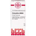 COLOCYNTHIS LM XXX Dilution