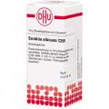 Candida Albicans C 200 Globuli 10 g