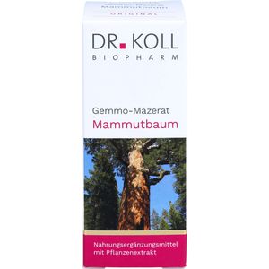 GEMMO Mazerat Mammutbaum Dr.Koll Sequoia gigantea