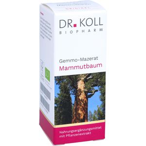 GEMMO Mazerat Mammutbaum Dr.Koll Sequoia gigantea